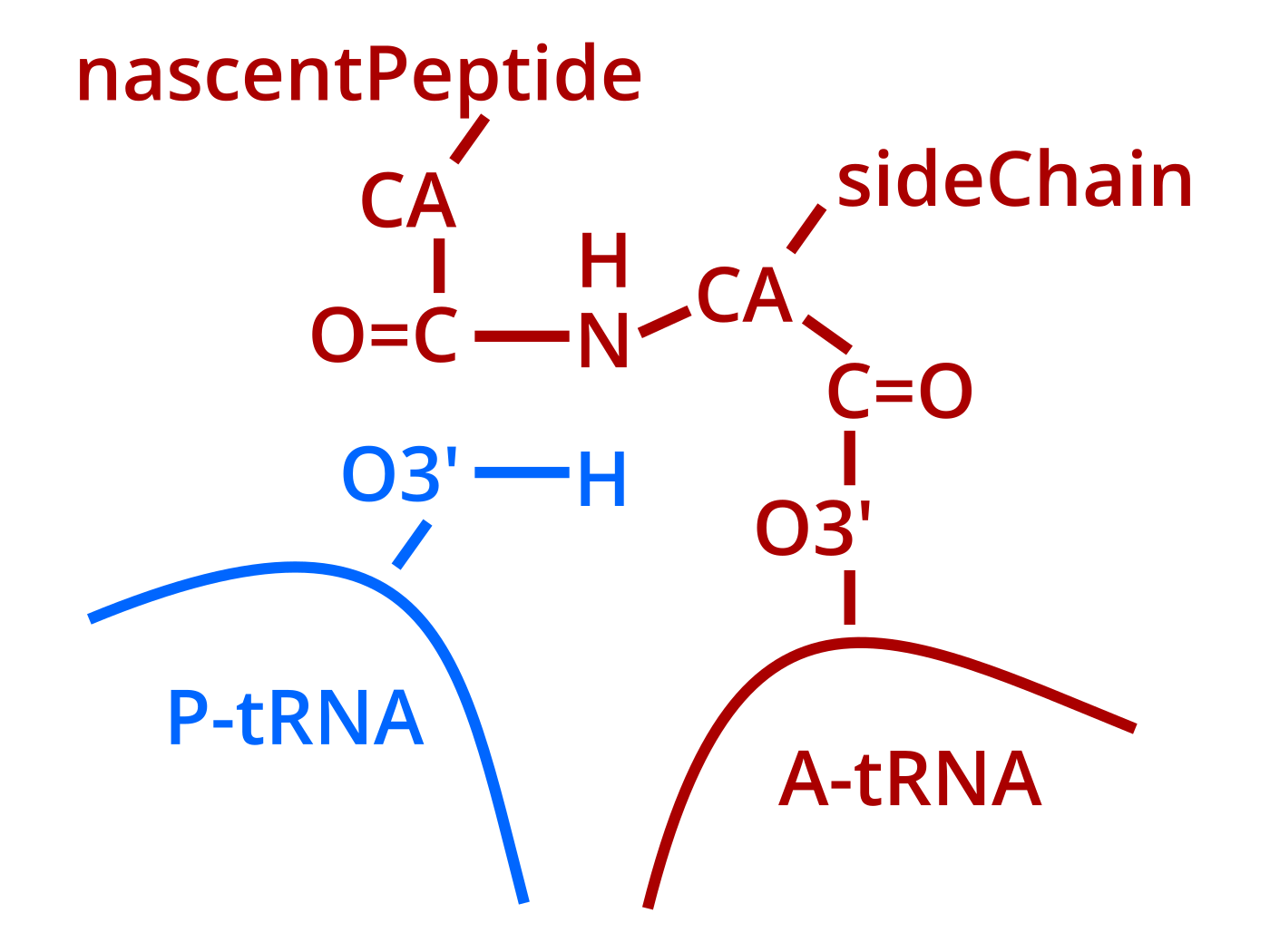 peptide bond formation